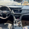 Haval cool dog